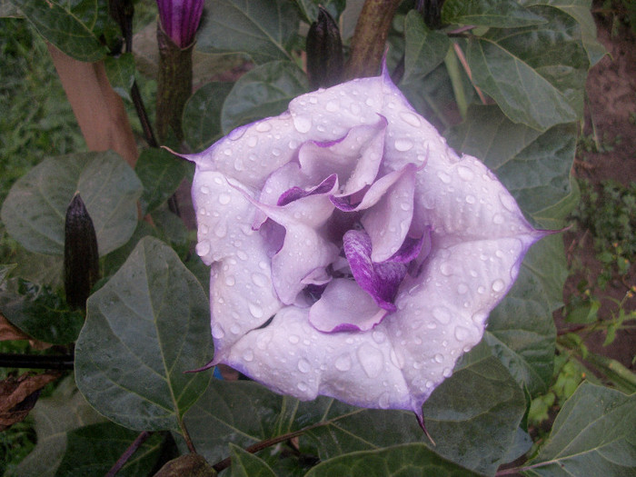 100_4104 - datura 2012