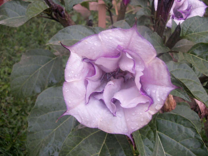 100_4105 - datura 2012