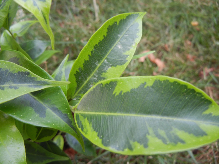 Ficus benjamina Variegata (2012, Sep.16) - Ficus benjamina Variegata G