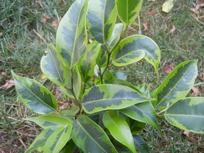 Ficus benjamina Variegata (2012, Sep.16) - Ficus benjamina Variegata G