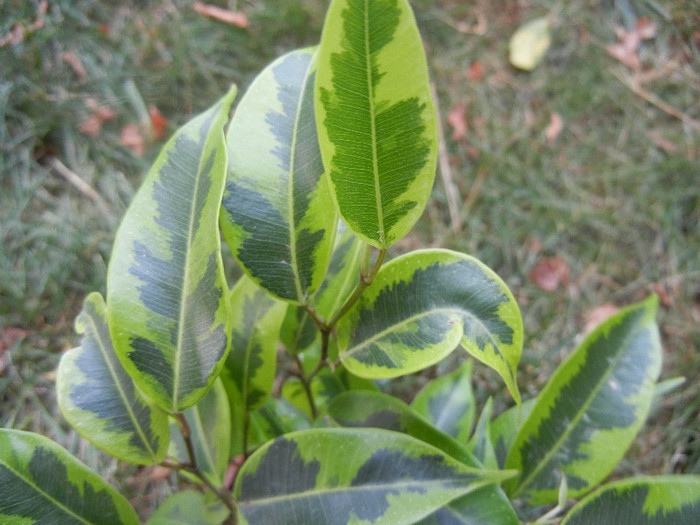 Ficus benjamina Variegata (2012, Sep.16)