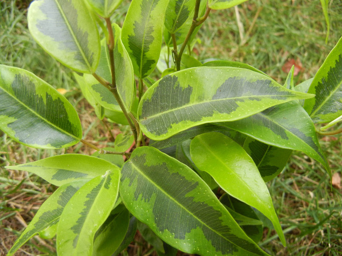 Ficus benjamina Variegata (2012, Sep.16)