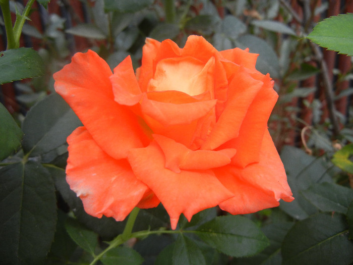 Rose Monica (2012, September 14) - Rose Monica
