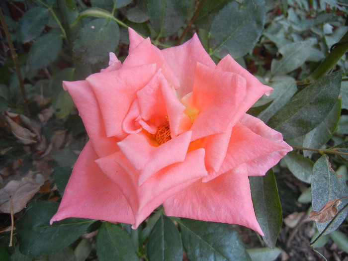 Rose Monica (2012, September 14) - Rose Monica