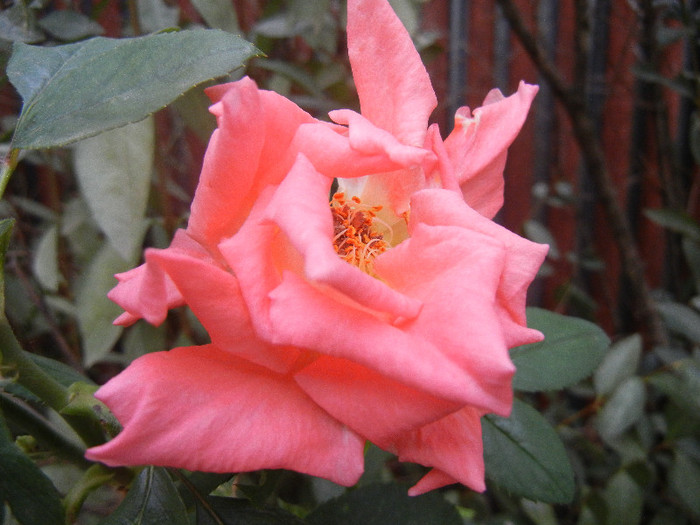 Rose Monica (2012, September 14) - Rose Monica