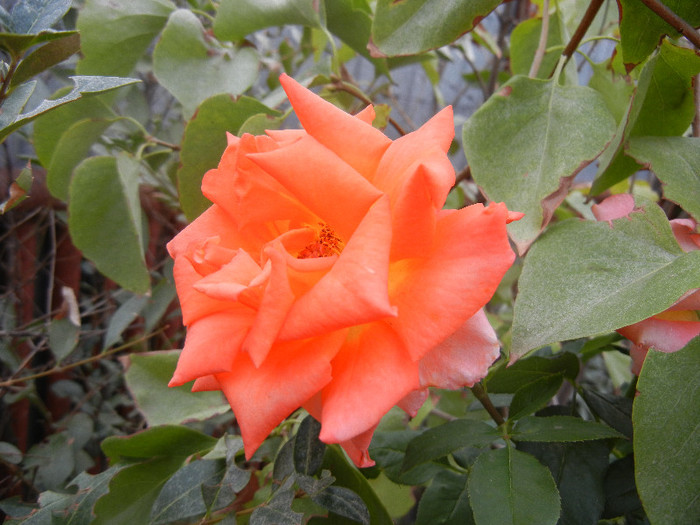 Rose Monica (2012, September 16) Rose Monica (2012, September 16)