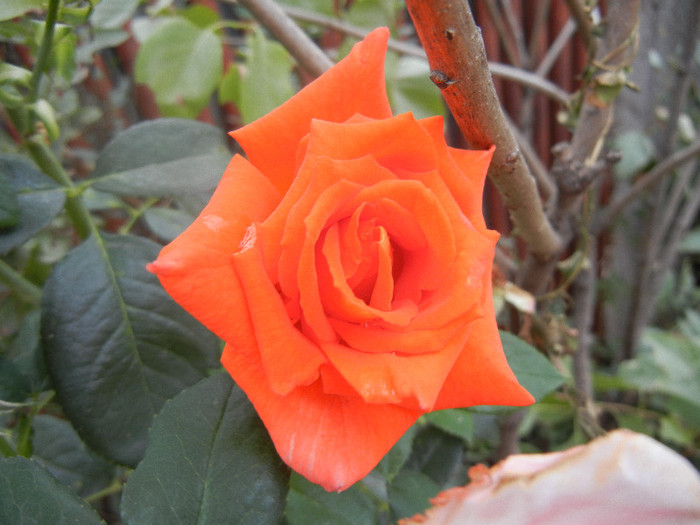 Rose Monica (2012, September 16) Rose Monica (2012, September 16)