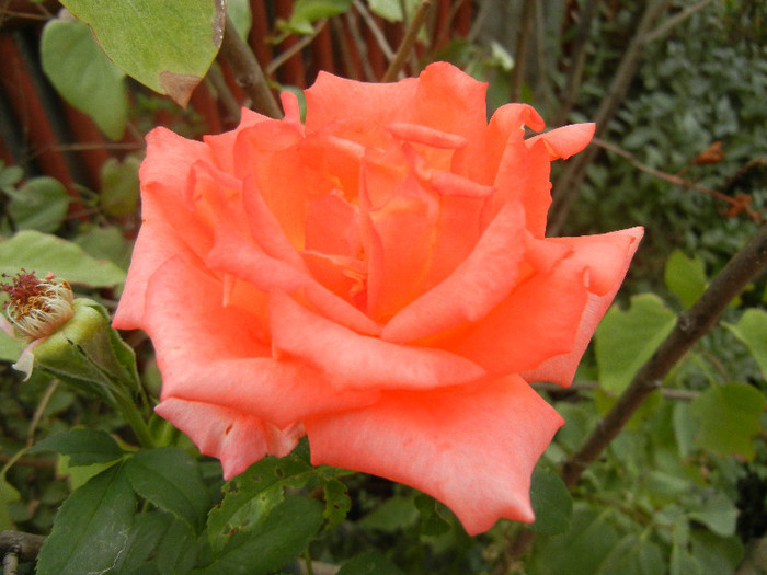 Rose Monica (2012, September 16) Rose Monica (2012, September 16)