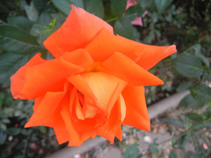Rose Monica (2012, September 16)