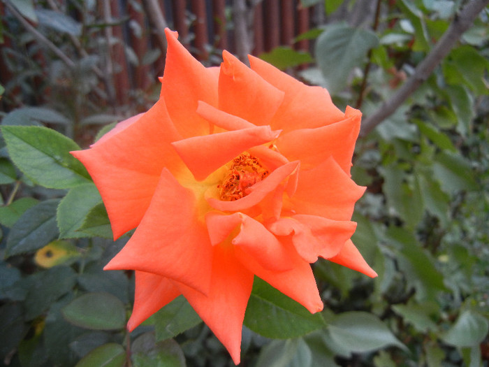 Rose Monica (2012, September 16)