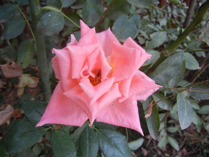 Rose Monica (2012, September 16)