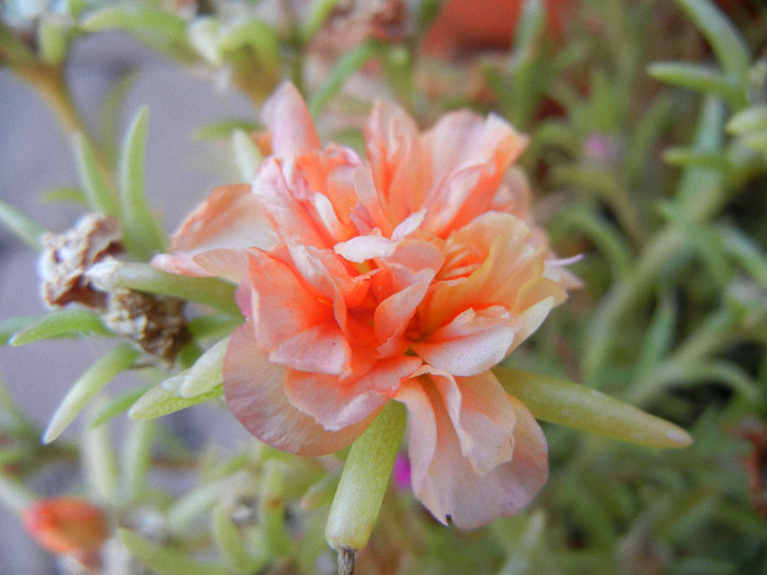 Portulaca grandiflora (2012, Sep.05)