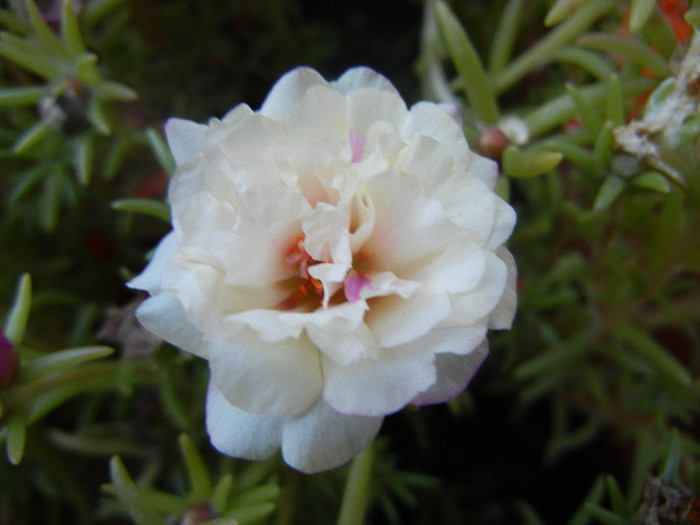 Portulaca grandiflora (2012, Sep.05)