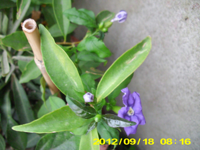 2012-07-08 brunfelsia plina de boboci