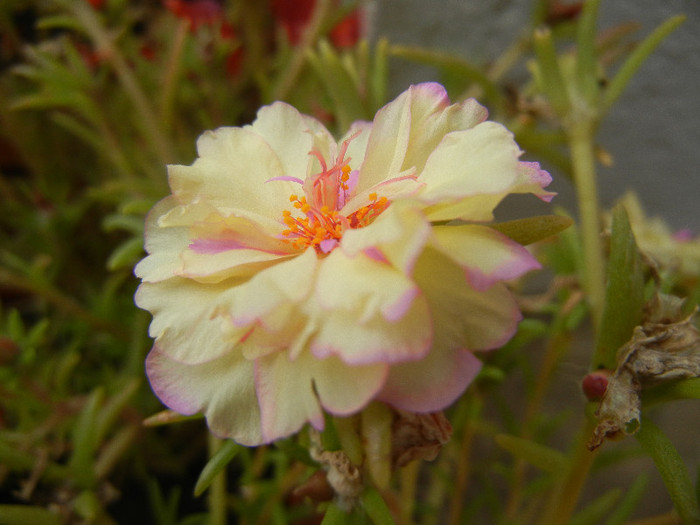 Portulaca grandiflora (2012, Sep.09)