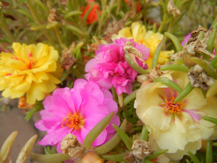 Portulaca grandiflora (2012, Sep.09) - PORTULACA Grandiflora