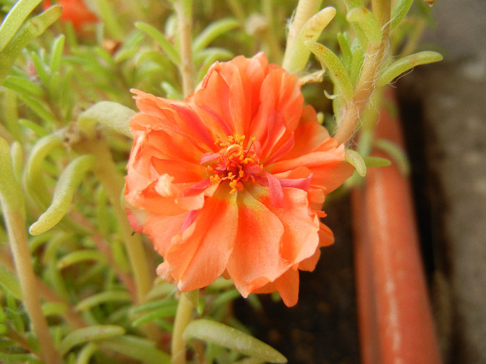 Portulaca grandiflora (2012, Sep.09) - PORTULACA Grandiflora
