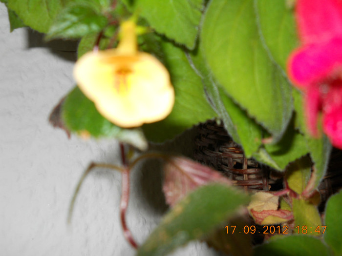 18.09.2012 008 - ACHIMENES- KOHLERIA SI EUCODONIA