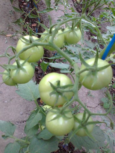 ALBA ACMARIU SVGB - 02- TOMATE-ROSII-SOIURI PURE ORGANICE VECHI ROMANESTI SI HEIRLOOM ALBUM 2