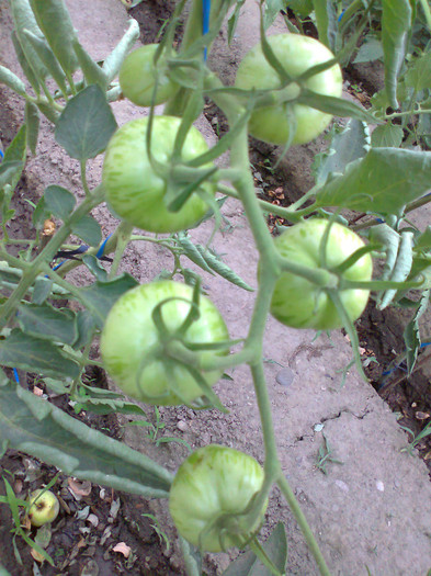 GREEN ZEBRA - 02- TOMATE-ROSII-SOIURI PURE ORGANICE VECHI ROMANESTI SI HEIRLOOM ALBUM 2