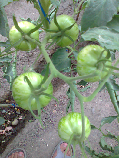 GREEN ZEBRA - 02- TOMATE-ROSII-SOIURI PURE ORGANICE VECHI ROMANESTI SI HEIRLOOM ALBUM 2