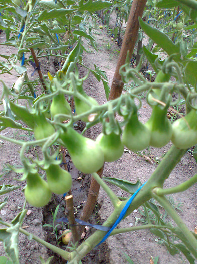 YELLOW PEAR; YELLOW PEAR
