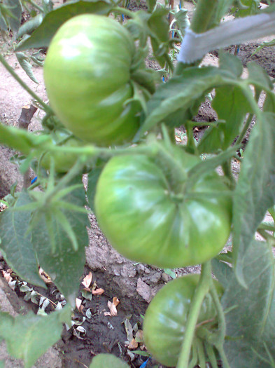 BLACK KRIM; BLACK KRIM
