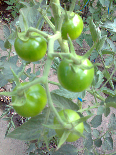 BLACK KUMATO; BLACK KUMATO
