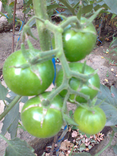 BLACK KUMATO; BLACK KUMATO
