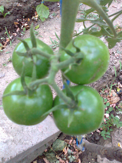 BLACK KUMATO; BLACK KUMATO
