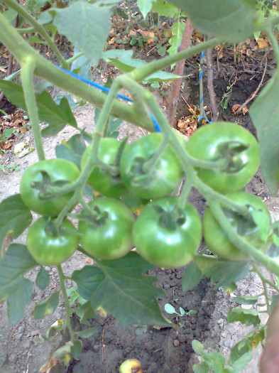 CHERRY GRANDE; CHERRY GRANDE
