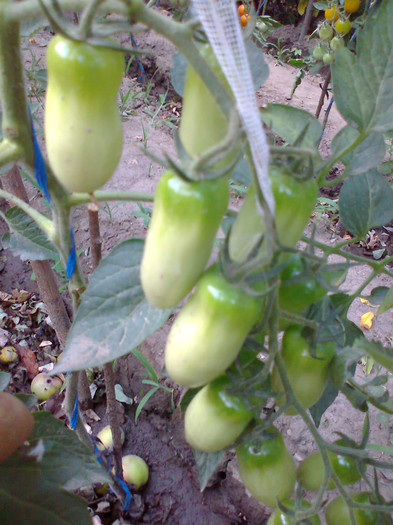 SAN MARZANO; SAN MARZANO
