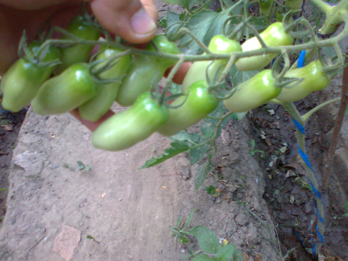SAN MARZANO; SAN MARZANO
