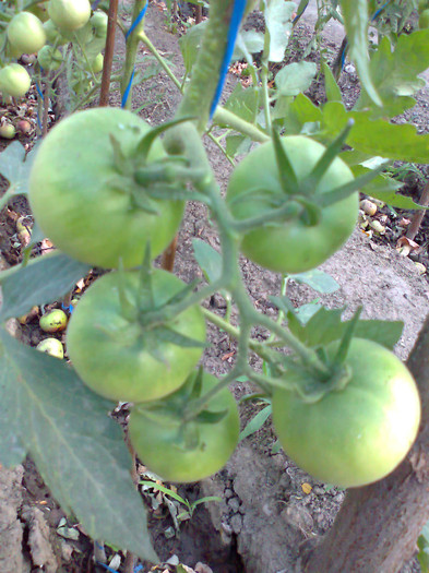 WAPSIPINICON PEACH; WAPSIPINICON PEACH
