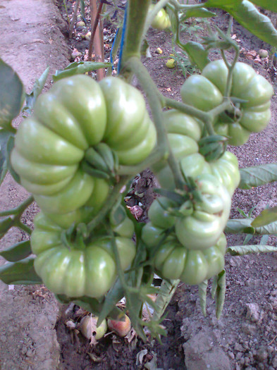 COSTOLUTO FIORENTINO; COSTOLUTO FIORENTINO
