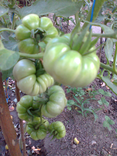 COSTOLUTO FIORENTINO; COSTOLUTO FIORENTINO
