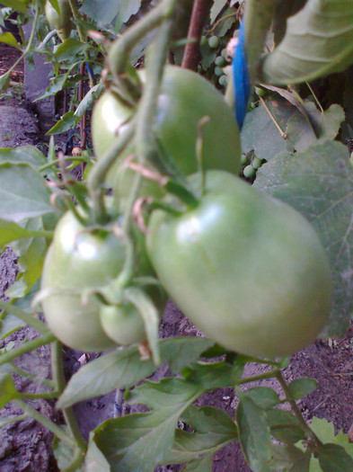 PURPLE RUSIAN; PURPLE RUSIAN
