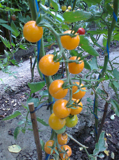 GOLD PEPITA; GOLD PEPITA
