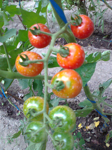 RIESENTRAUBE; RIESENTRAUBE
