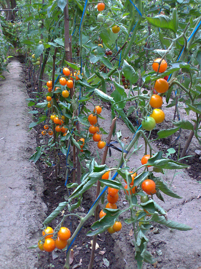 LINIA CHERRY; LINIA CHERRY
