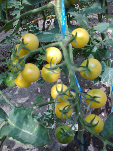 CHERRY YELLOW; CHERRY YELLOW
