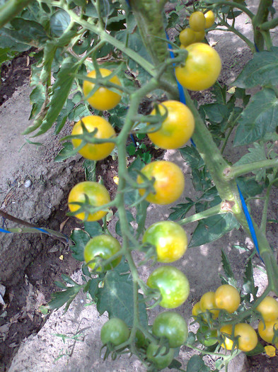 CHERRY YELLOW; CHERRY YELLOW
