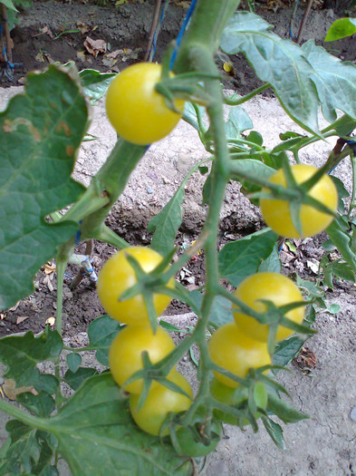 CHERRY YELLOW; CHERRY YELLOW
