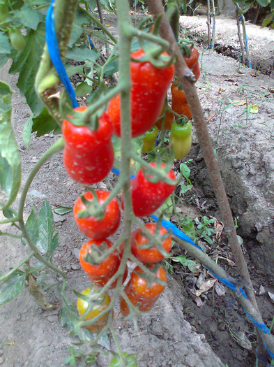 SAN MARZANO; SAN MARZANO
