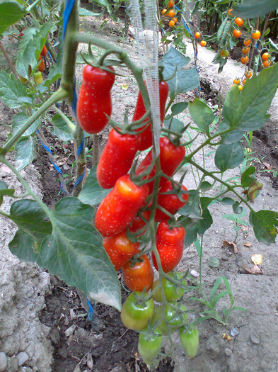 SAN MARZANO; SAN MARZANO
