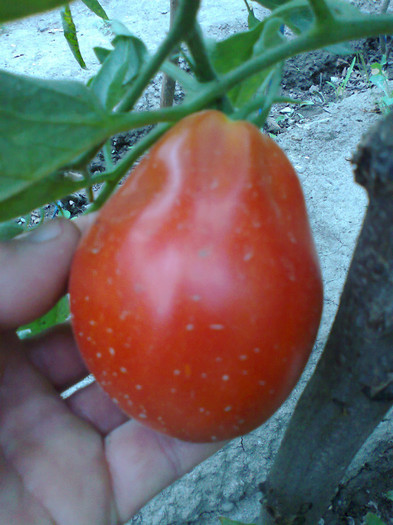 RED TRUFLE; RED TRUFLE
