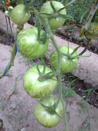 GREEN ZEBRA; GREEN ZEBRA
