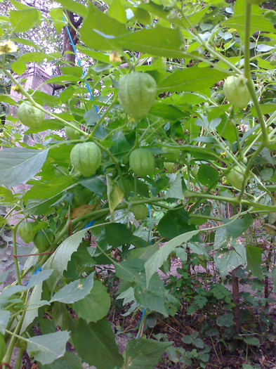 TOMATILLO PURPLE; TOMATILLO PURPLE
