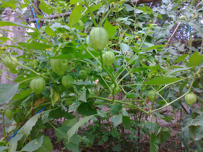 TOMATILLO PURPLE; TOMATILLO PURPLE
