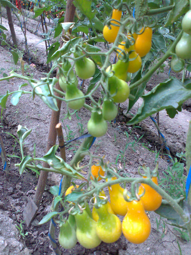 YELLOW PEAR; YELLOW PEAR
